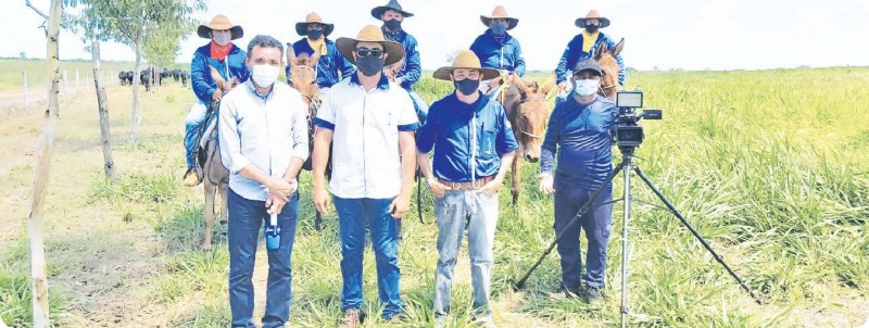 Noticia destaque-na-criacao-de-bovinos-raca-brangus